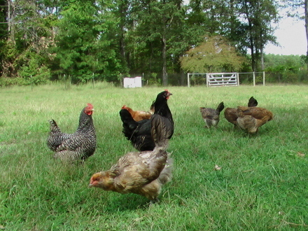 5 Days Organic Free Range Poultry Production Course