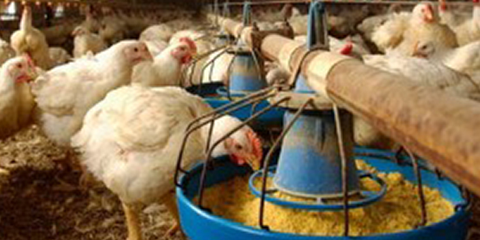 Irvine’s Zimbabwe CEO lobbies government to look into challenges affecting poultry industry