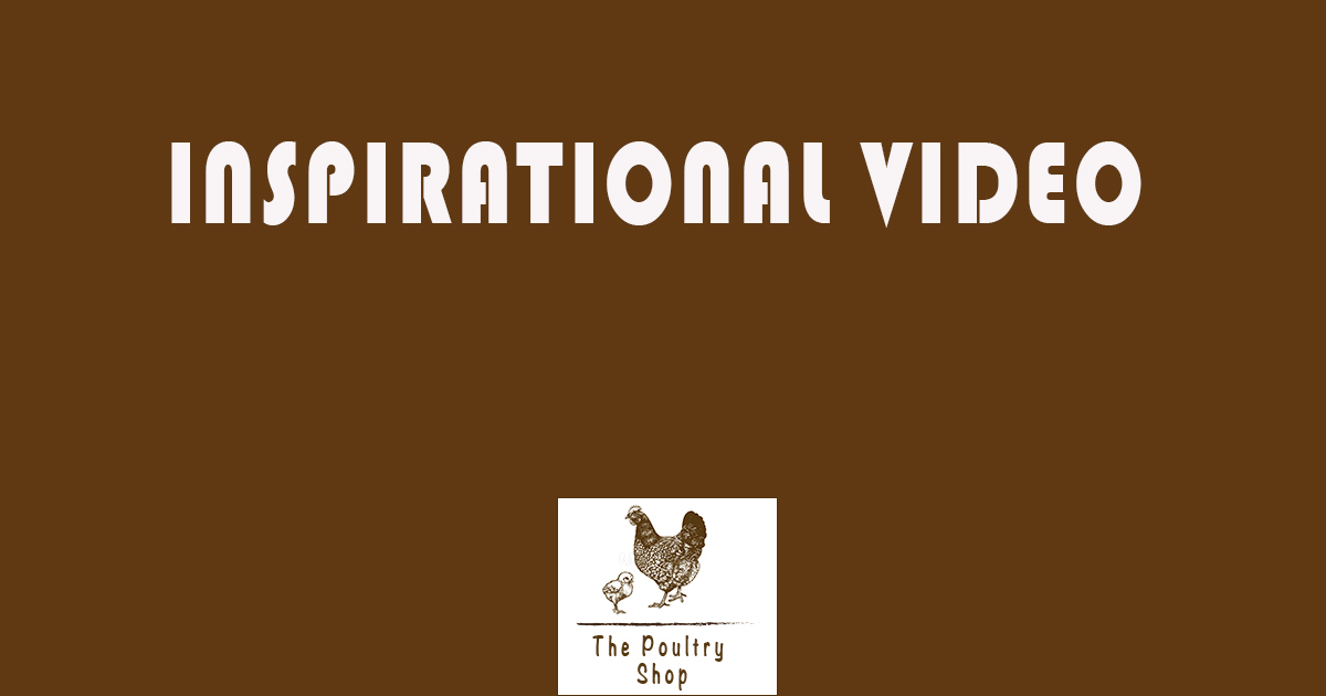 [Inspirational Video] – Free range poultry farming