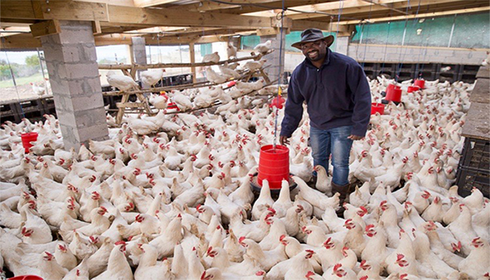Get Inspired: Meet Einstein Sibanda and his free-range chicken farm