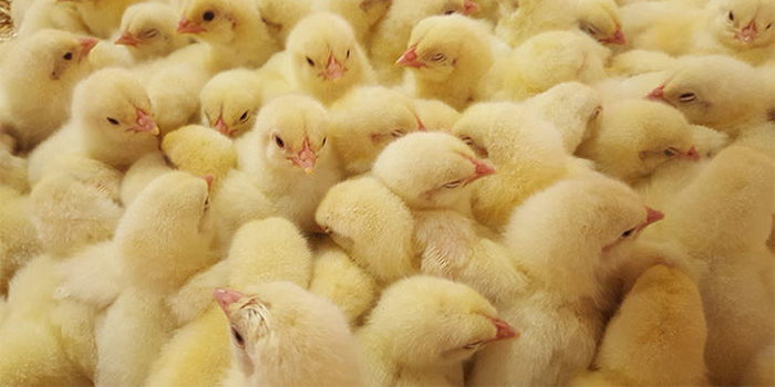 New levy for producers of day old chicks gazetted