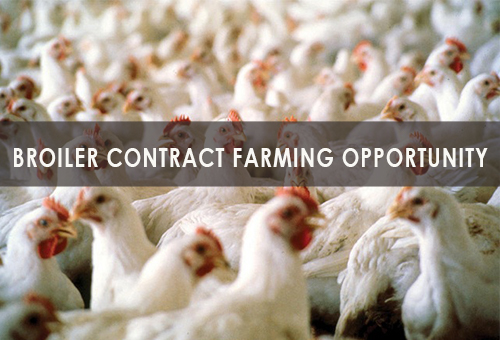 Chicken Contract Farming Opportunity