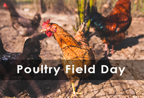 Free Range Poultry Field Day (Gweru)