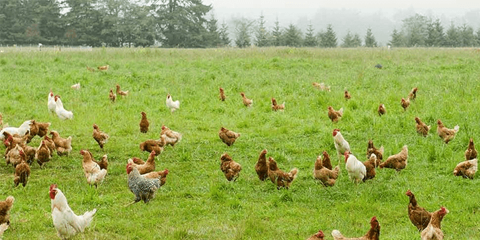 Chimanimani farmers embrace free-range poultry production