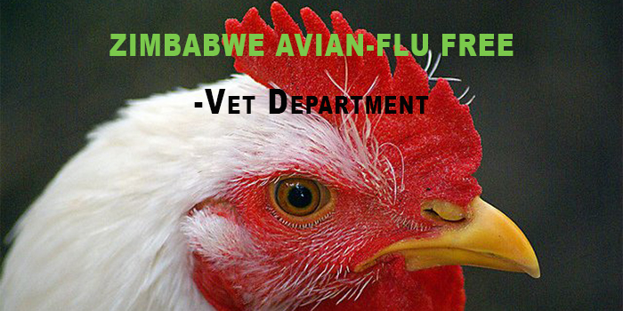 Vet Department declares Zimbabwe Avian-flu free