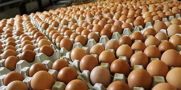 Zvishavane to roll out community table egg farming project