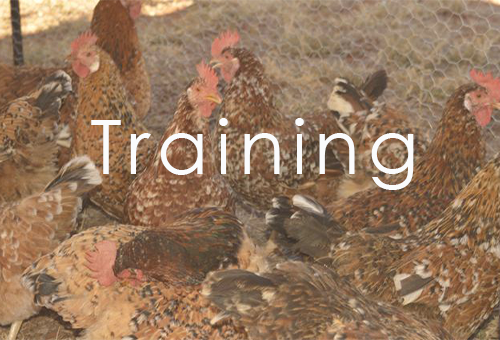 Training – Roadrunner Farming (Gweru)