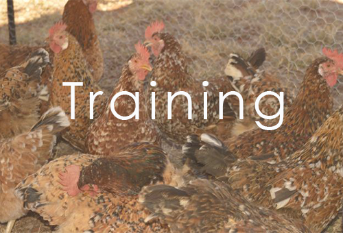 Feed Formulation Training Workshop By Agrinetzim