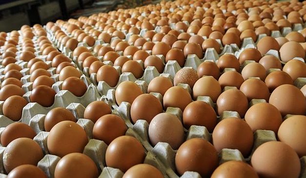 Zimbabwe celebrates World Egg Day