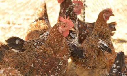 Poultry Value Chain Development Study – Stakeholder Validation Workshop (updated)