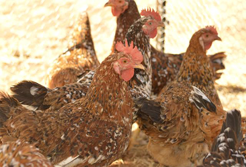Poultry Value Chain Development Study – Stakeholder Validation Workshop (updated)