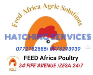 Feed Africa Poultry P/L