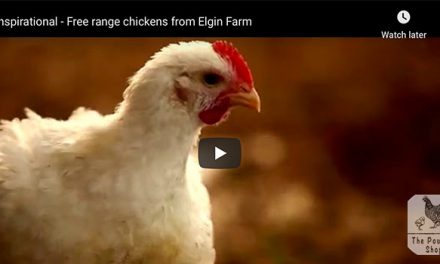 Inspirational Video on Free range Farming