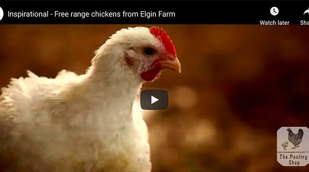 Inspirational Video on Free range Farming