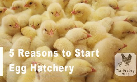 5 Reasons you should start an Egg Hatchery