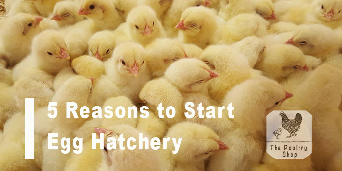5 Reasons you should start an Egg Hatchery