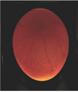 Benefit of egg candling is that it allows to identify fertile eggs