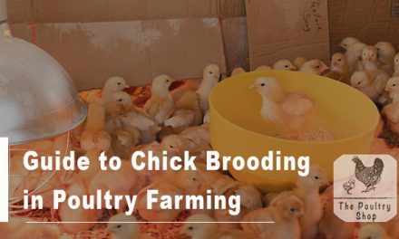Guide to Chick Brooding in Poultry Farming