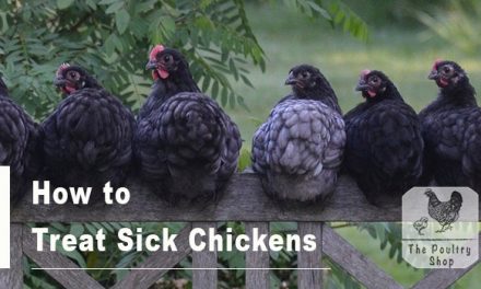 How To Treat Sick Chickens (Quick guide)