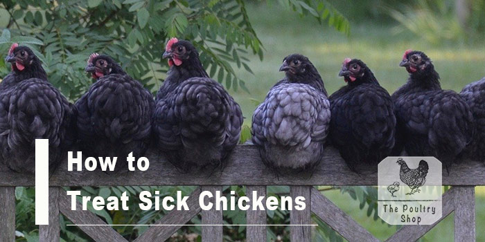 How To Treat Sick Chickens (Quick guide)