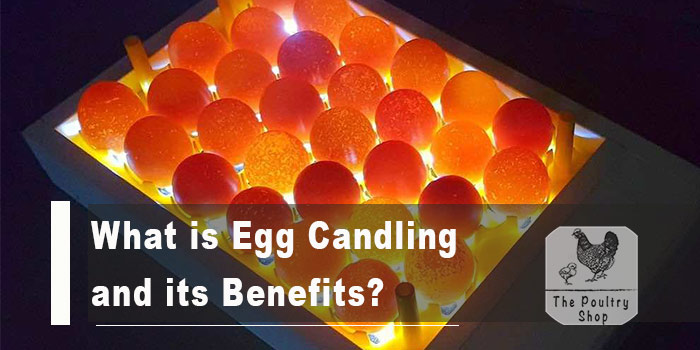 What is Egg Candling and its Benefits?