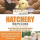 Hatchery services in Hillside, Harare