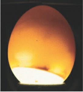 Benefit of egg candling is that it allows to identify eggs with blood rings showing dead embryos