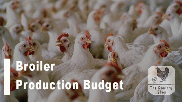 Budget for Rearing 100 Broilers