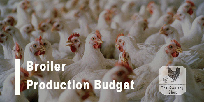 Budget for Rearing 100 Broilers – The Poultry Shop