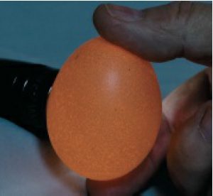Egg being candled through a torch