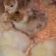 Day-old Boschveld & Hyline chicks for sale (Harare)