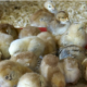 MotherCare Poultry Hatchery Services (Tynwald)