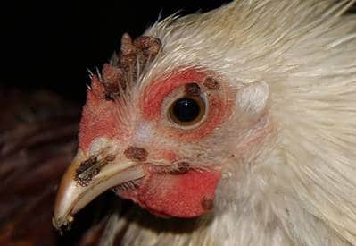 Sick chicken affected by fowl pox