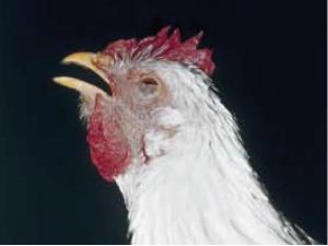 Sick chicken affected by heat stress