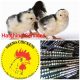 Egg hatching services at Nhema Chickens (Hre)