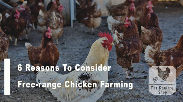 6 Reasons To Invest in Free-Range Chickens