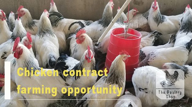 Contract Farming Opportunity from Nhema Chickens