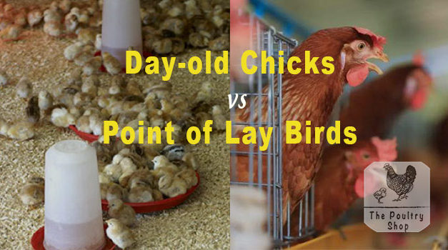 Day-old Chicks Vs. Point of Lay: Which is the Best?