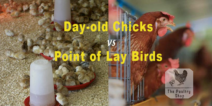Day-old Chicks Vs. Point of Lay: Which is the Best?