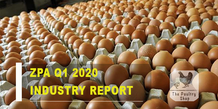 Small-scale Poultry Farmers Driving Zim’s Egg Industry – ZPA
