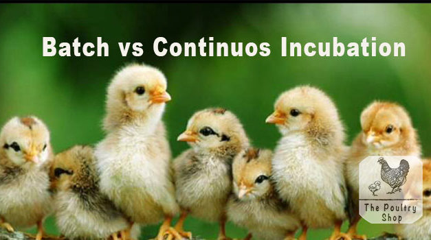 Batch vs Continuous Incubation: What’s the Difference