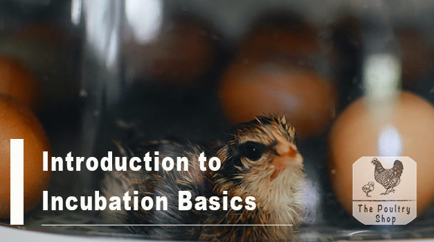 Introduction to Incubation Basics