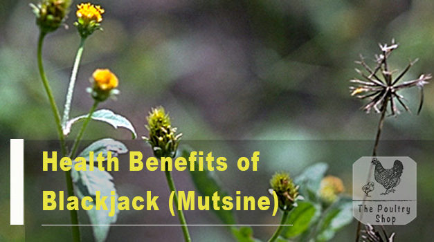 Health Benefits of Blackjack (Mutsine)
