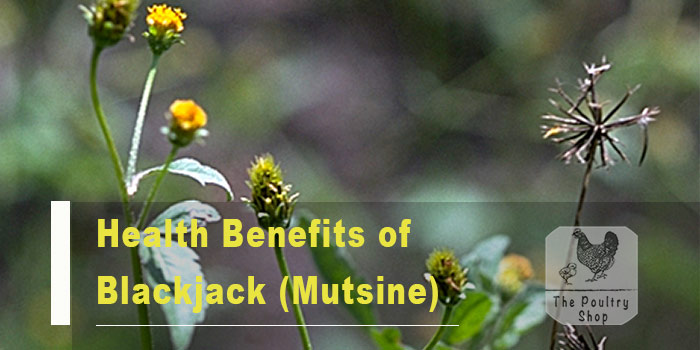 Health Benefits of Blackjack (Mutsine)