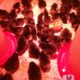 Black Australorp chicks for sale