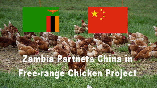 Zambia Partners China in Free-range Chicken Project