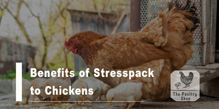 Benefits of Stresspack to Chickens