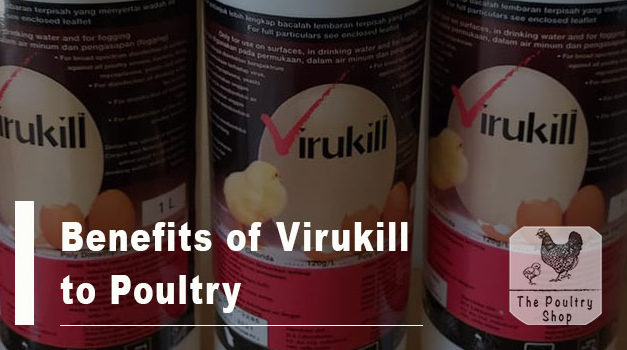 Benefits of Virukill to Poultry