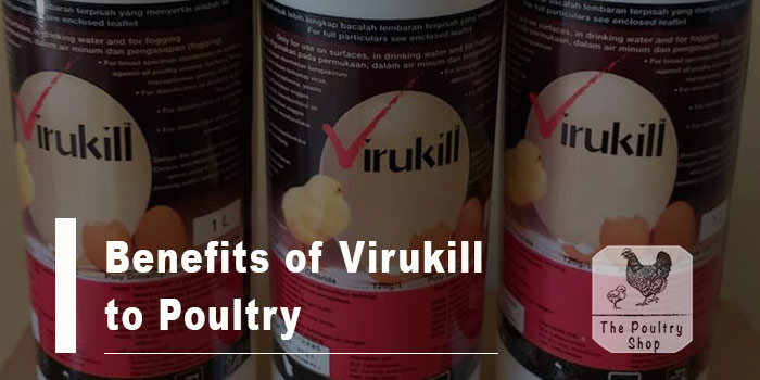 Benefits of Virukill to Poultry