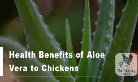 Health Benefits of Aloe Vera to Chickens